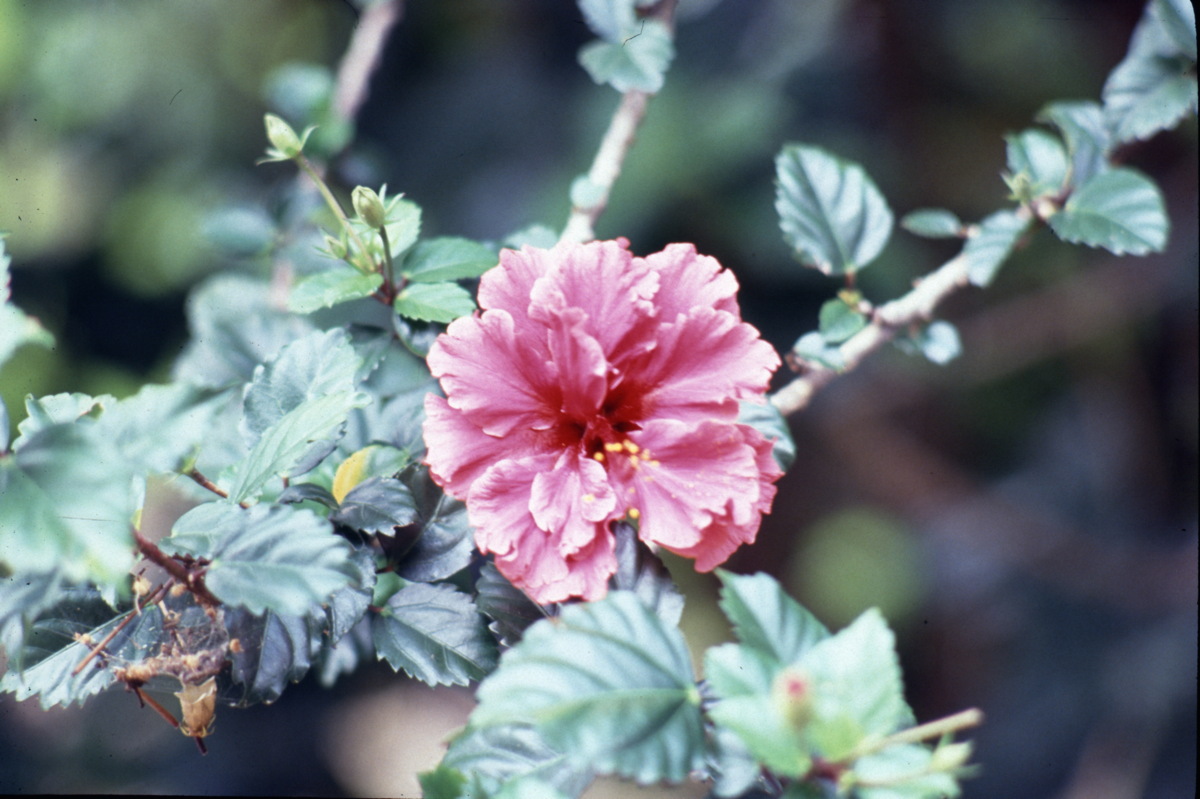 028_hibiskusbuete.jpg