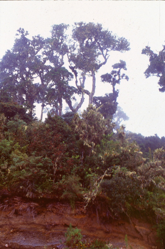 029_nebel_im_urwald.jpg