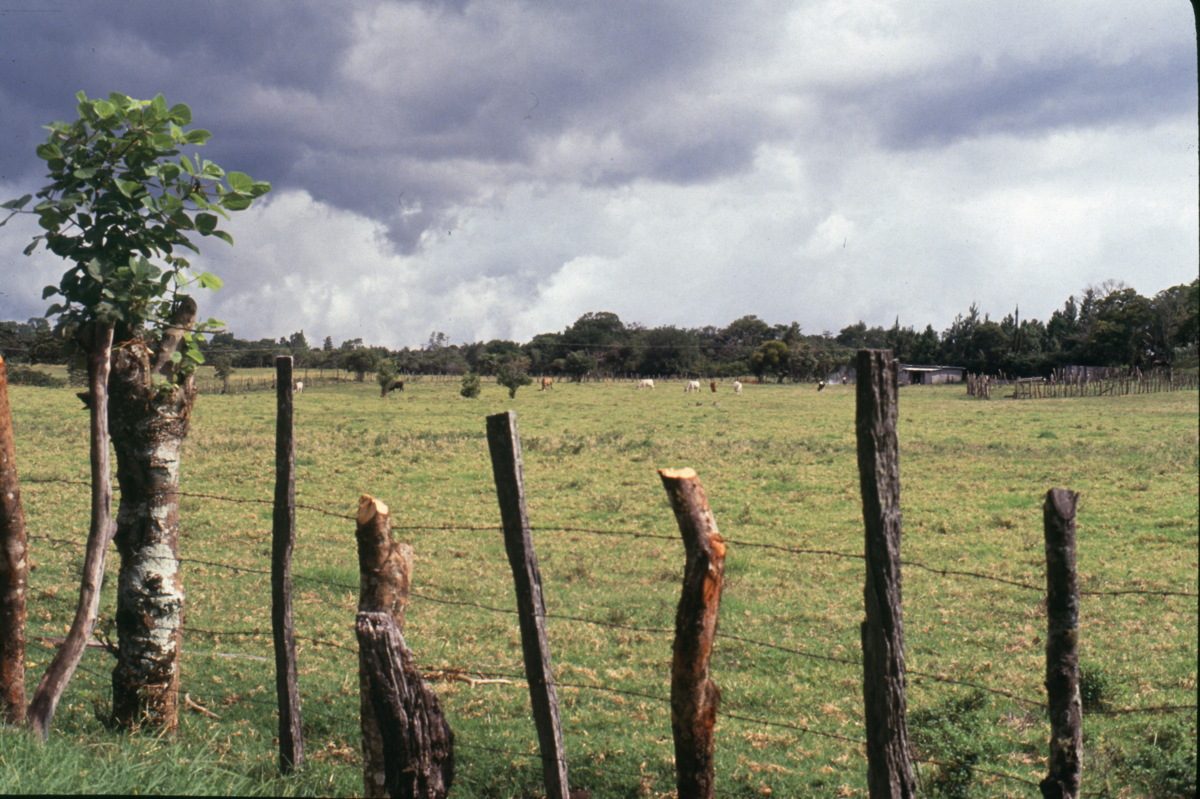 041_weideland.jpg