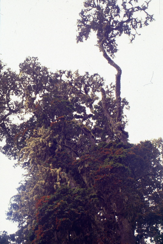 058_nebel_in_baumkrone.jpg