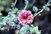 028_hibiskusbuete.jpg