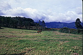 045_pferdlein_allein.jpg