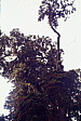 058_nebel_in_baumkrone.jpg