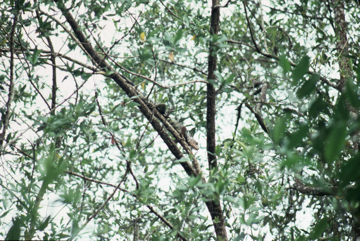 078_ein_leguan.jpg