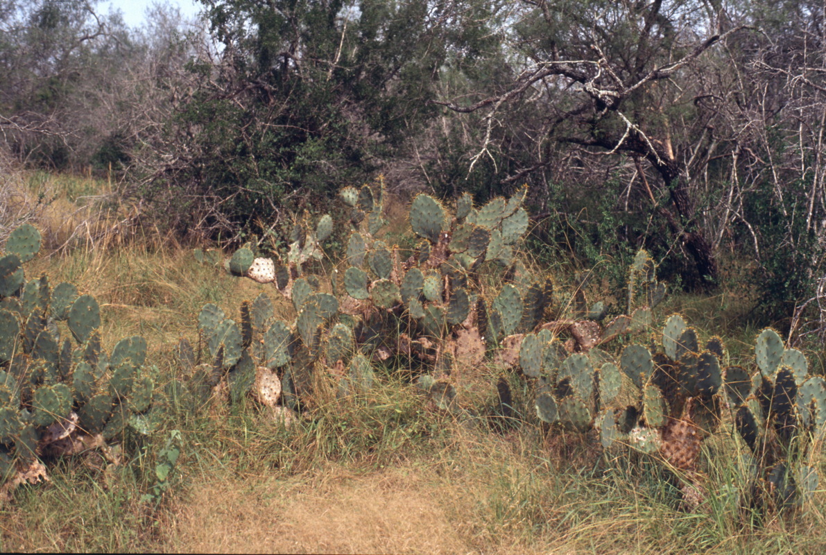 195_kakteenlandschaft.jpg
