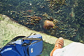 008_algen_am_ufer.jpg