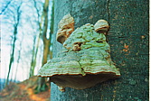 014_nochmal_baumpilz.jpg