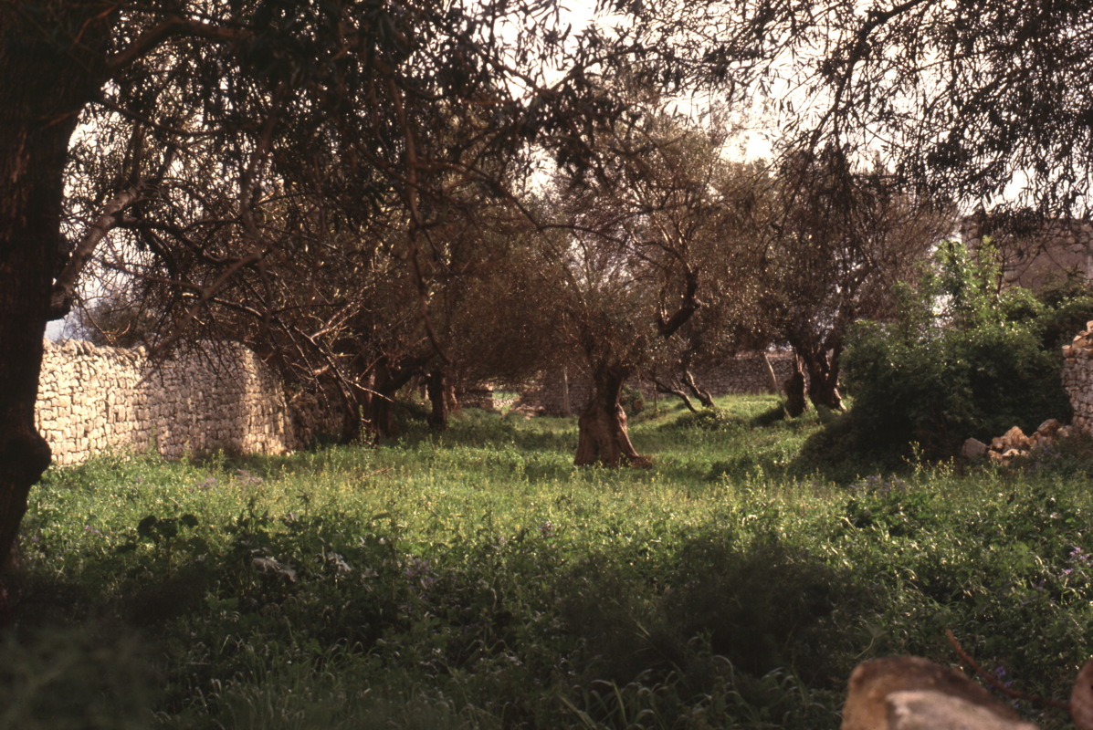 049_nochmal_olivenhain.jpg