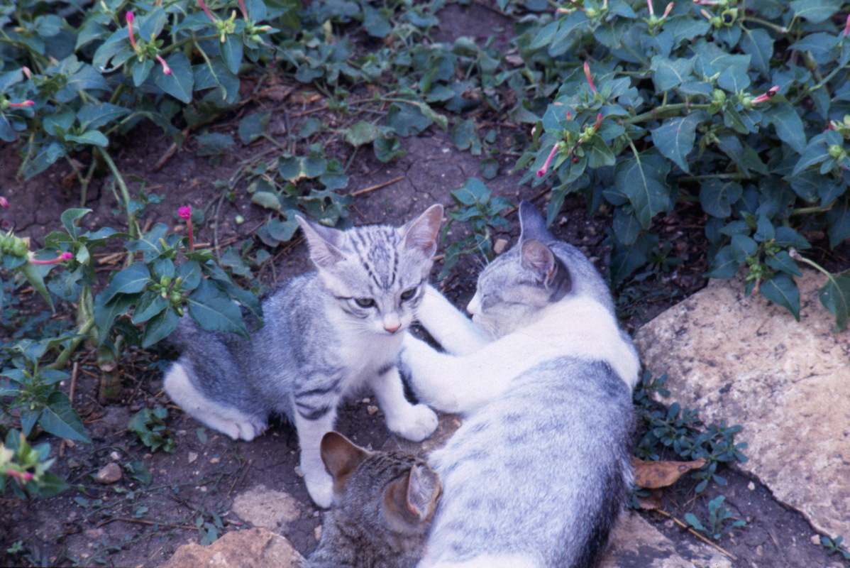 009_nochmal_katzen.jpg