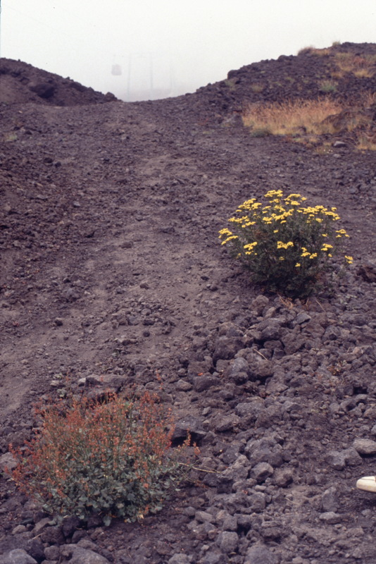066_gelbe_bluemlein.jpg