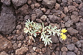 068_bluemlein_auf_lava.jpg