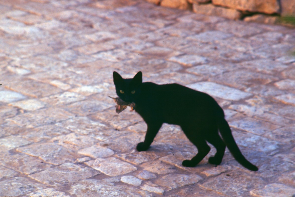 001_die_katze_war_schneller.jpg