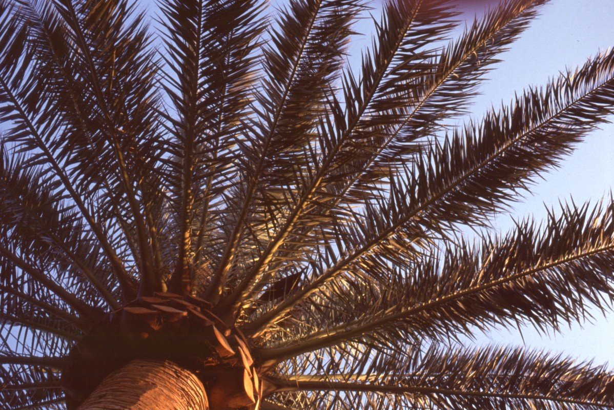 007_palme_von_unten.jpg