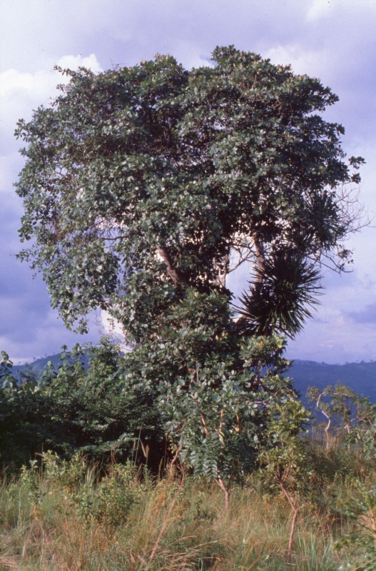 021_weihrauchbaum.jpg