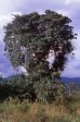 021_weihrauchbaum.jpg