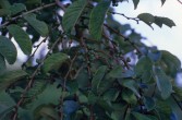 025_kaffeebaum.jpg