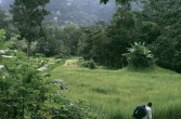 039_ab_ins_gruene.jpg