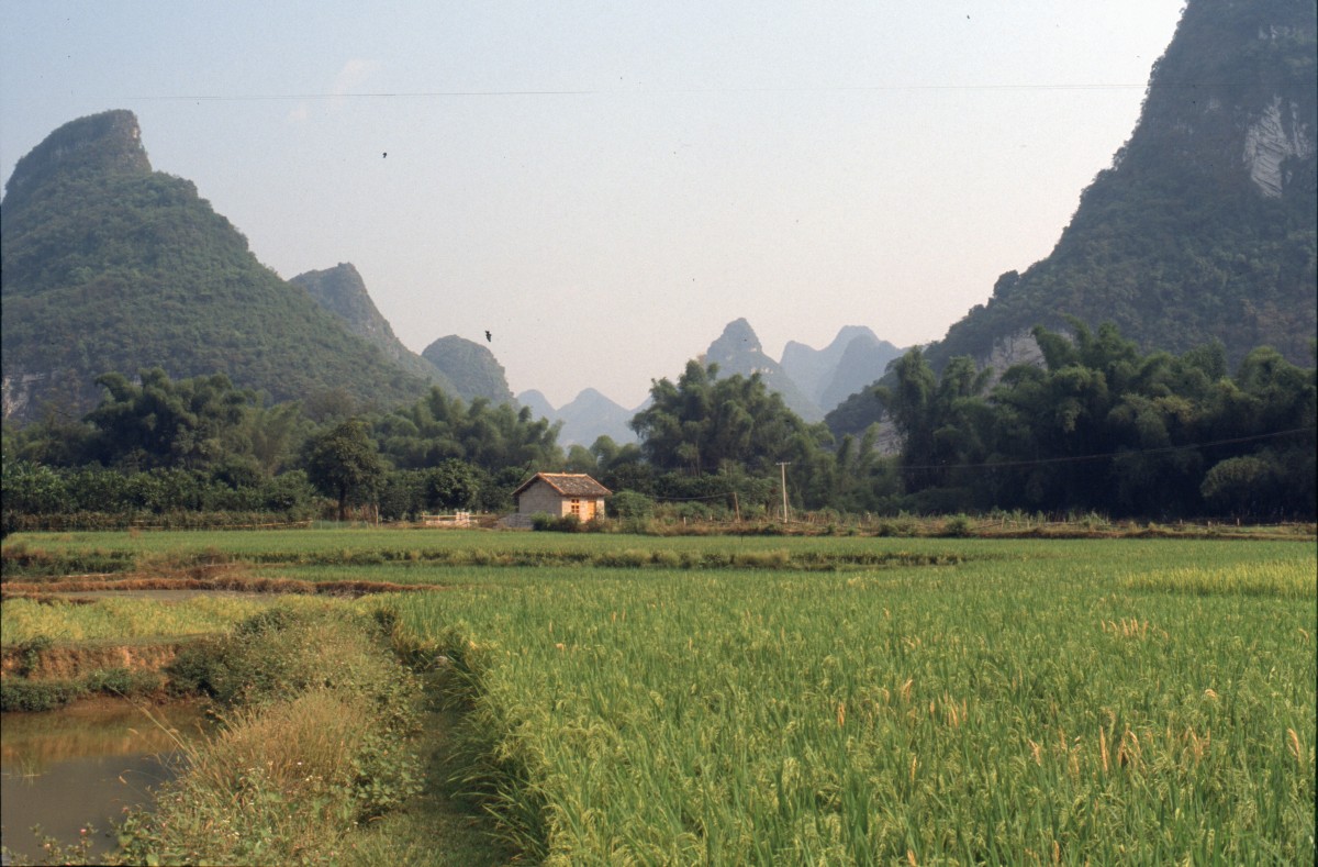 145_reisfelder_bei_yangshou.jpg