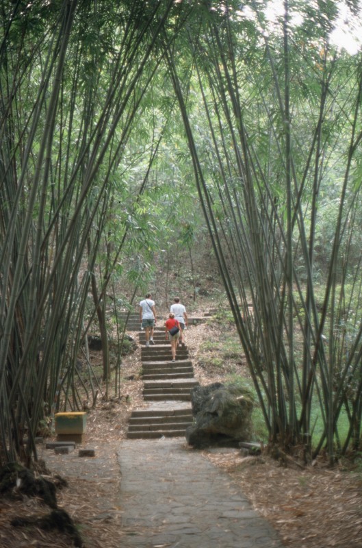 167_spaziergang_im_bambuswa.jpg