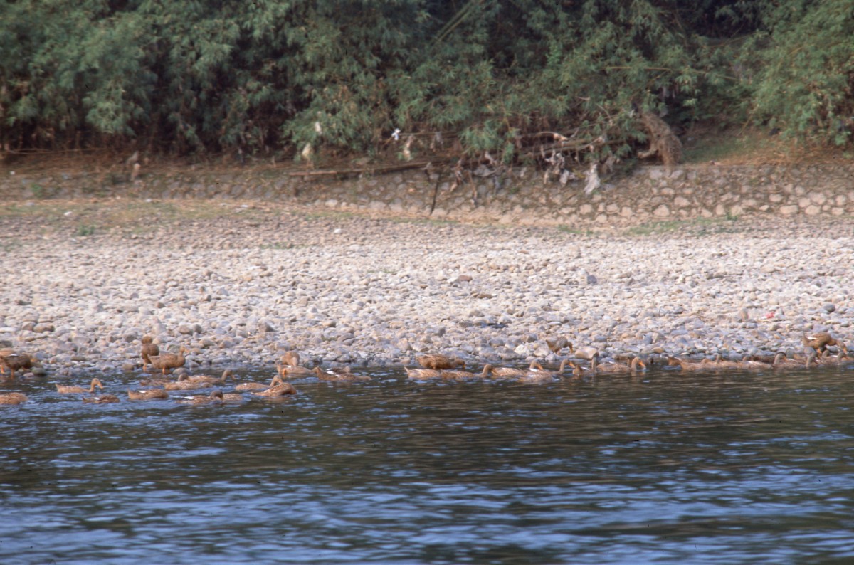 175_enten_am_fluss.jpg