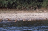 175_enten_am_fluss.jpg