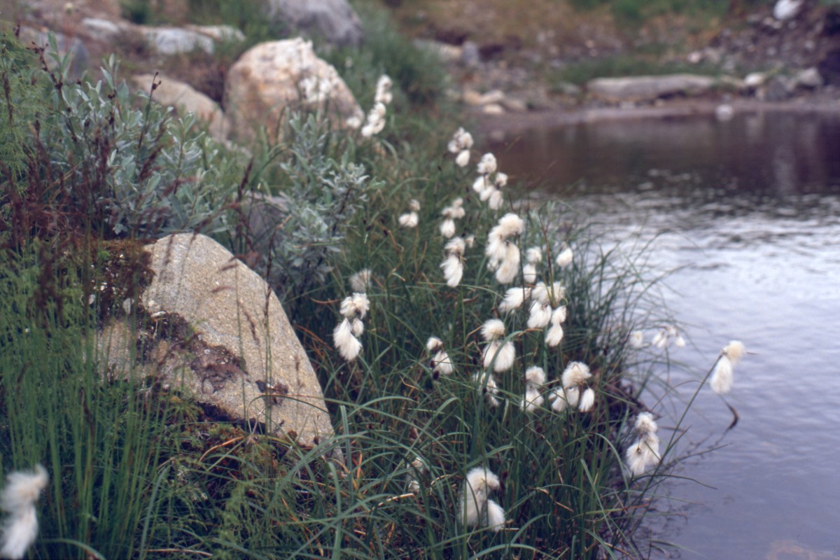 006_wollgras_am_ufer.jpg