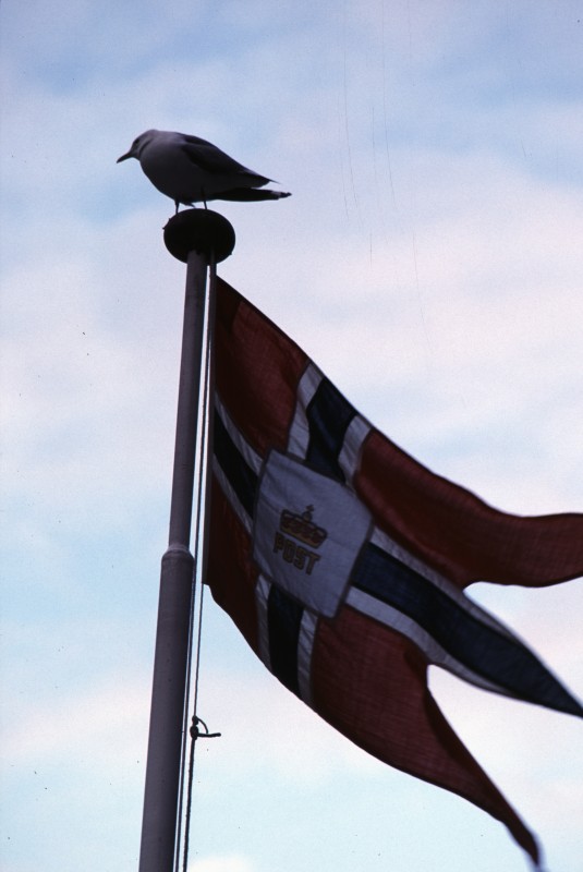 054_nowegischer_geier.jpg