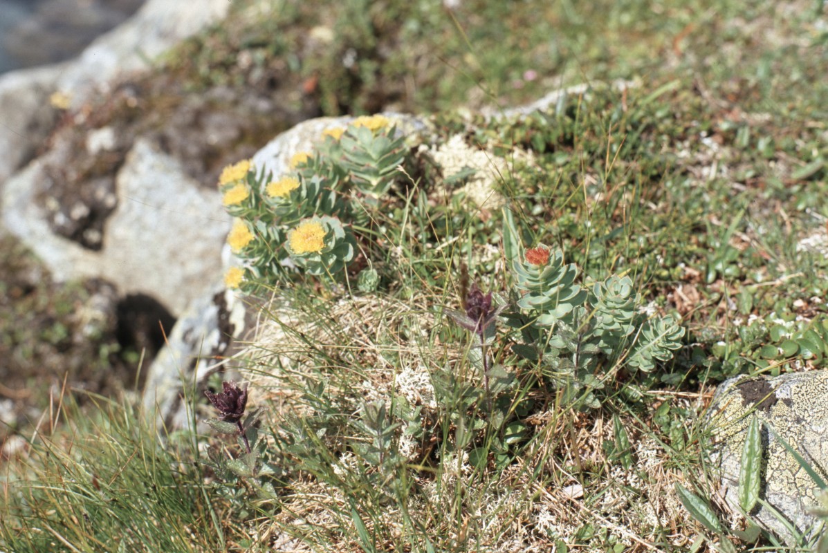 075_bluemli_am_wegesrand.jpg