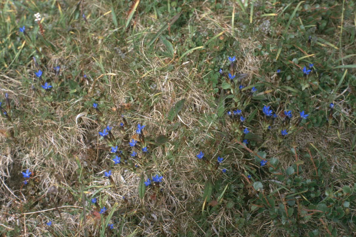 096_enzian_unterwegs.jpg