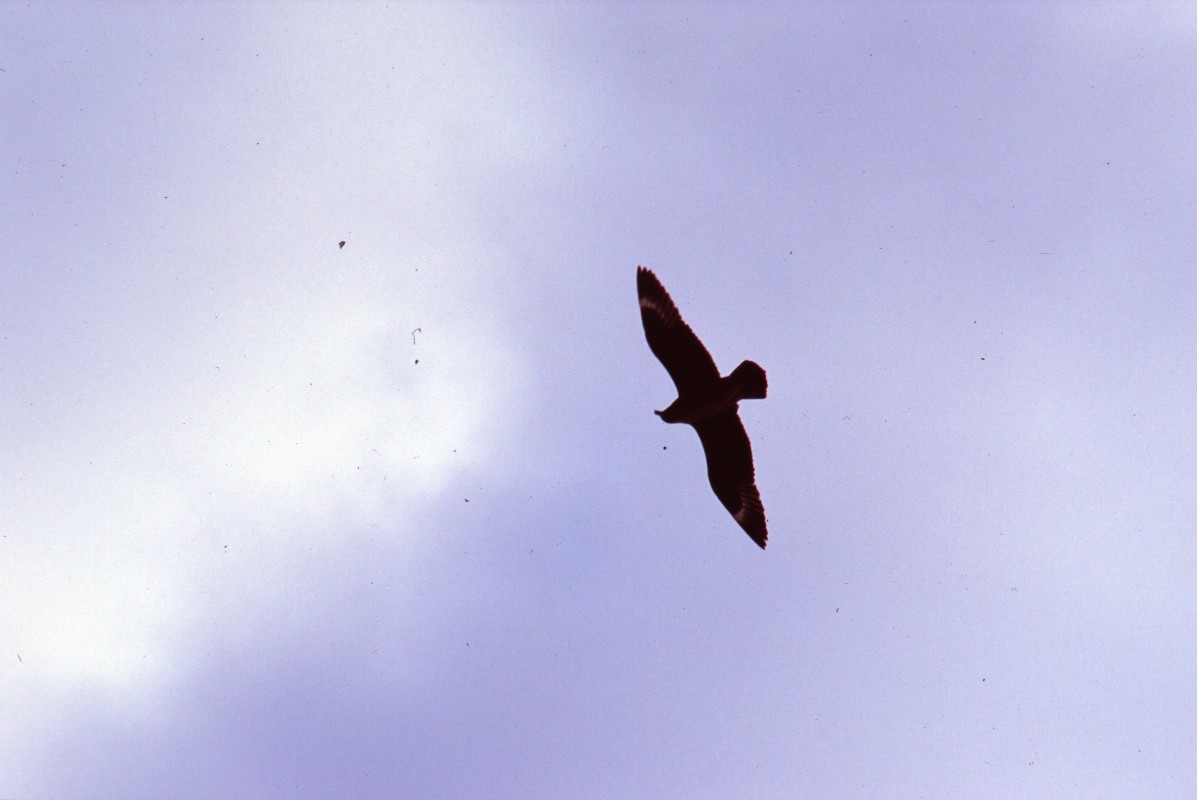 111_skua_von_unten.jpg