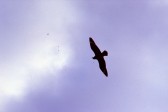 111_skua_von_unten.jpg