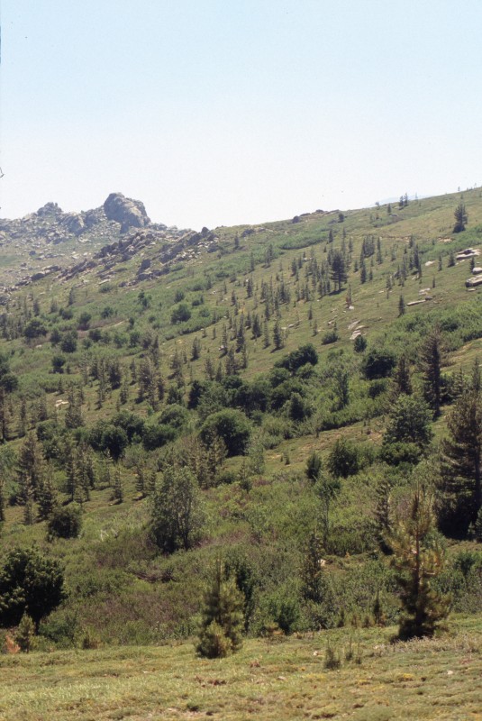 039_lichter_kiefernwald.jpg