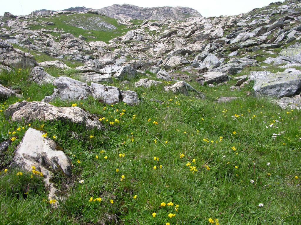 003_alp_rubi_sura.jpg