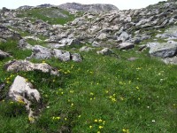 003_alp_rubi_sura.jpg