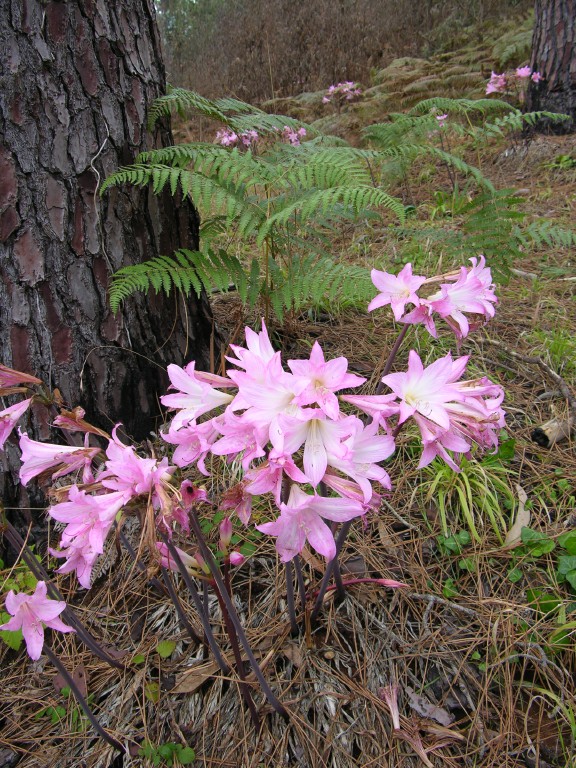 012_lilien.jpg