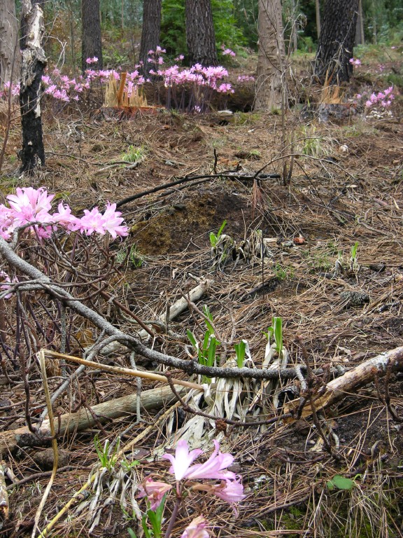 014_lilienwald.jpg