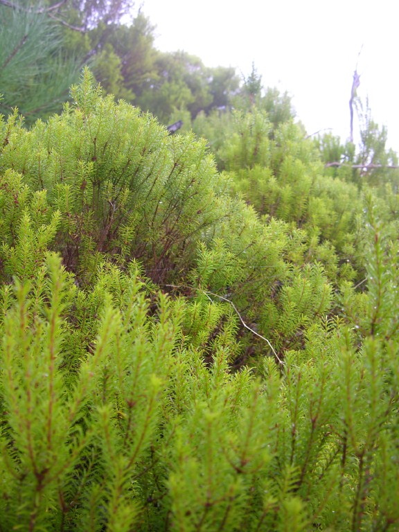 017_heide_im_nebel.jpg