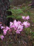 012_lilien.jpg