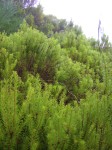 017_heide_im_nebel.jpg