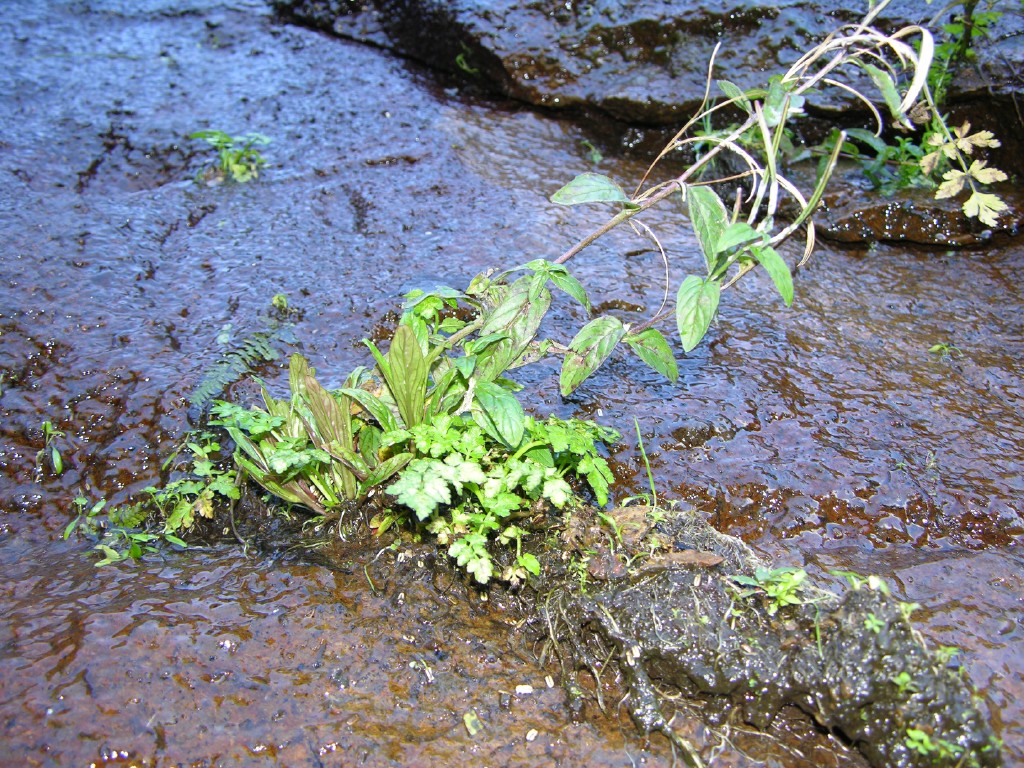 047_felsflaeche.jpg