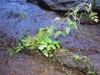 047_felsflaeche.jpg