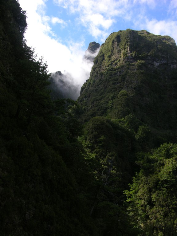 126_pico_canario.jpg