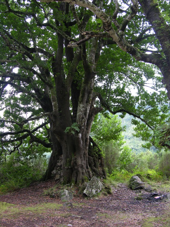 138_alter_baum.jpg