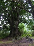 138_alter_baum.jpg
