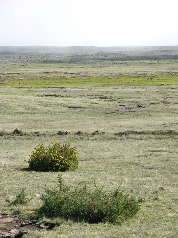187_steppenvegetation.jpg