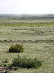 187_steppenvegetation.jpg