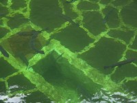 211_forellenbecken_ribeiro_frio.jpg