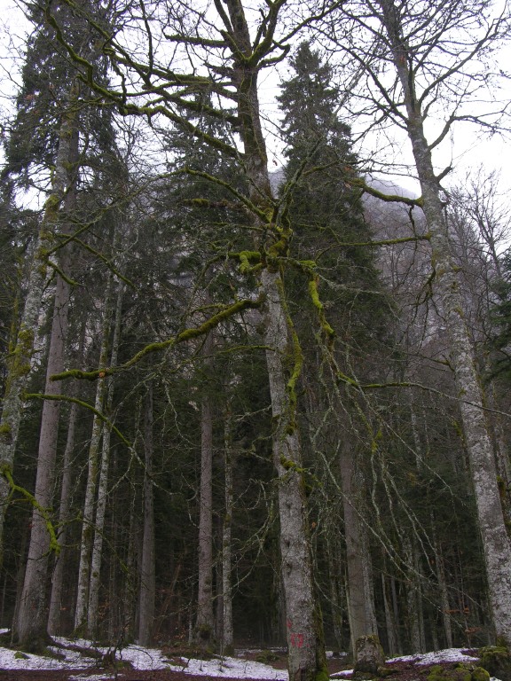 008_mooswald.jpg