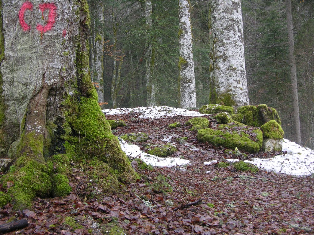 009_mooswald.jpg
