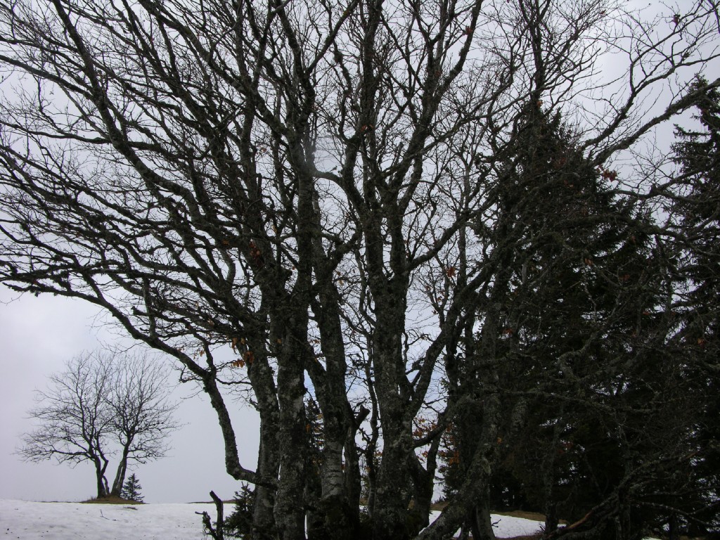 016_wintergestruepp.jpg